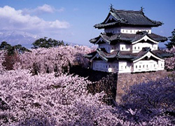 桜の名所 弘前城公園