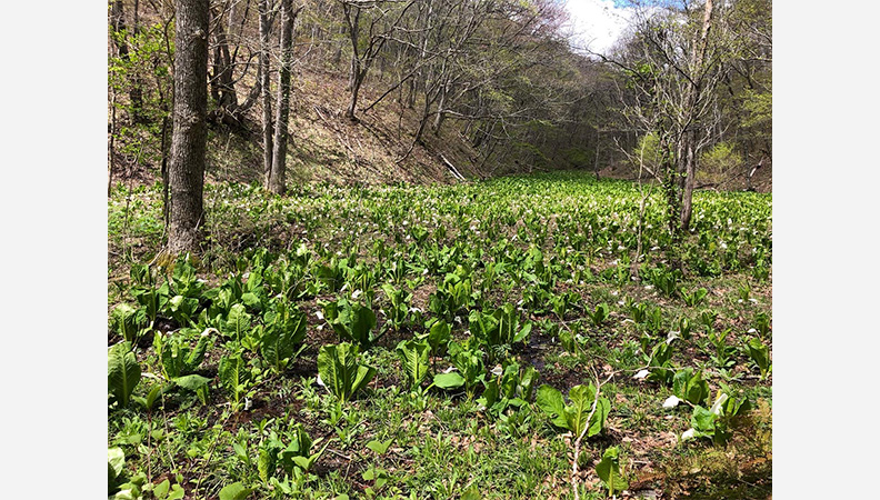 横間の水芭蕉群生地