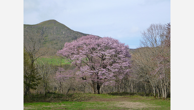田代平高原