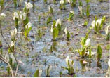 横間の水芭蕉群生地