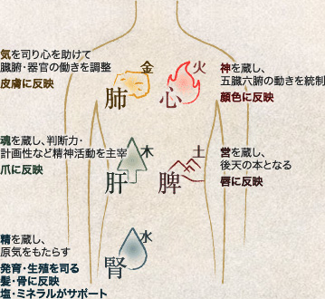 東洋医学・五行陰陽